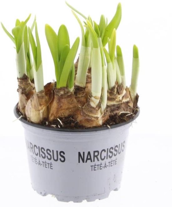 Narcisse en pot - Floraison jaune - 3 pièces - Pot 12CM | bol.com