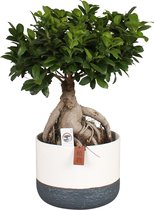 Bonsai van Botanicly – Ficus ginseng Bonsai – Hoogte: 45 cm