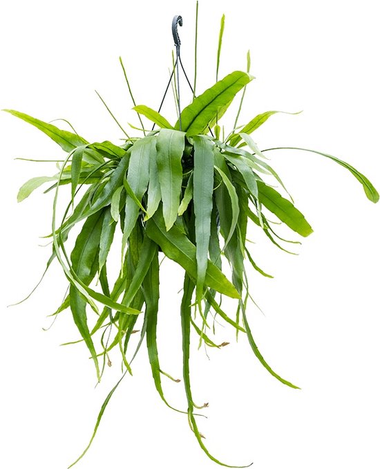 Plantenwinkel Zaagcactus Epiphyllum Pumilum S 40 cm hangplant