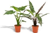 Tropische kamerplanten set - Alocasia Cucullata 60cm, ø19 + Alocasia Lauterbachiana 75cm, ø19 - Makkelijke kamerplanten - Tropische planten - Luchtzuiverend - Vers van de kwekerij