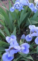 6 x Iris 'Blue denim' - DWERGBAARDIRIS, DWERGLIS - pot 9 x 9 cm
