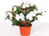 Top Art Kunstplant Impatiens wit x13 in potje