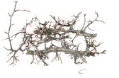 Bonsai takken  ~3x 15-20cm stokjes  Terrarium Decoratie