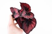 Begonia Rex mix "Magische kleuren"  Ø 9cm  Kamerplant