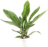 FloriaFor - Anthurium 'Jungle King' - - ↨ 55cm - ⌀ 17cm