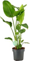 FloriaFor - Strelitzia Nicolai - - ↨ 90cm - ⌀ 21cm