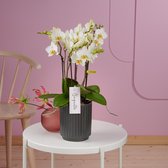 Boquetto Beauty orchidee witte in Molise antraciete pot | Ø 12 cm | ↕ 35-55 cm