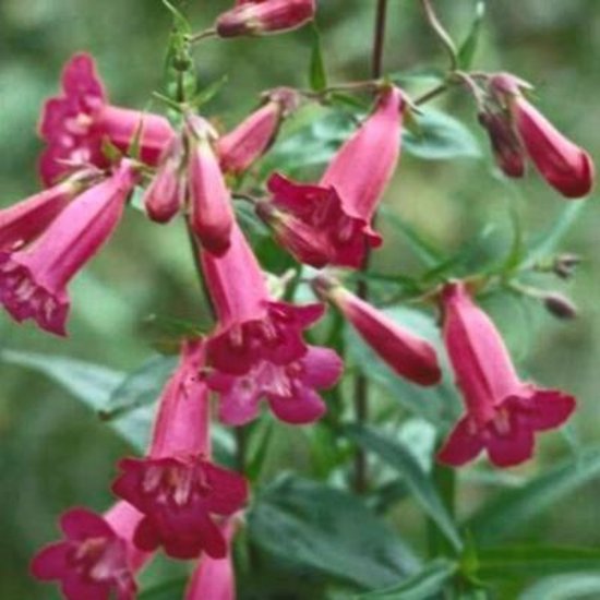 6 x Penstemon 'Andenken An Friedrich Hahn' - SCHILDPADBLOEM - pot 9 x 9 cm