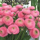 Ranunculus Aviv roze | 10 stuks | Bloembollen | Knol | Snijbloem | Roze | Top kwaliteit Ranonkel Knollen | 100% Bloeigarantie | QFB Gardening
