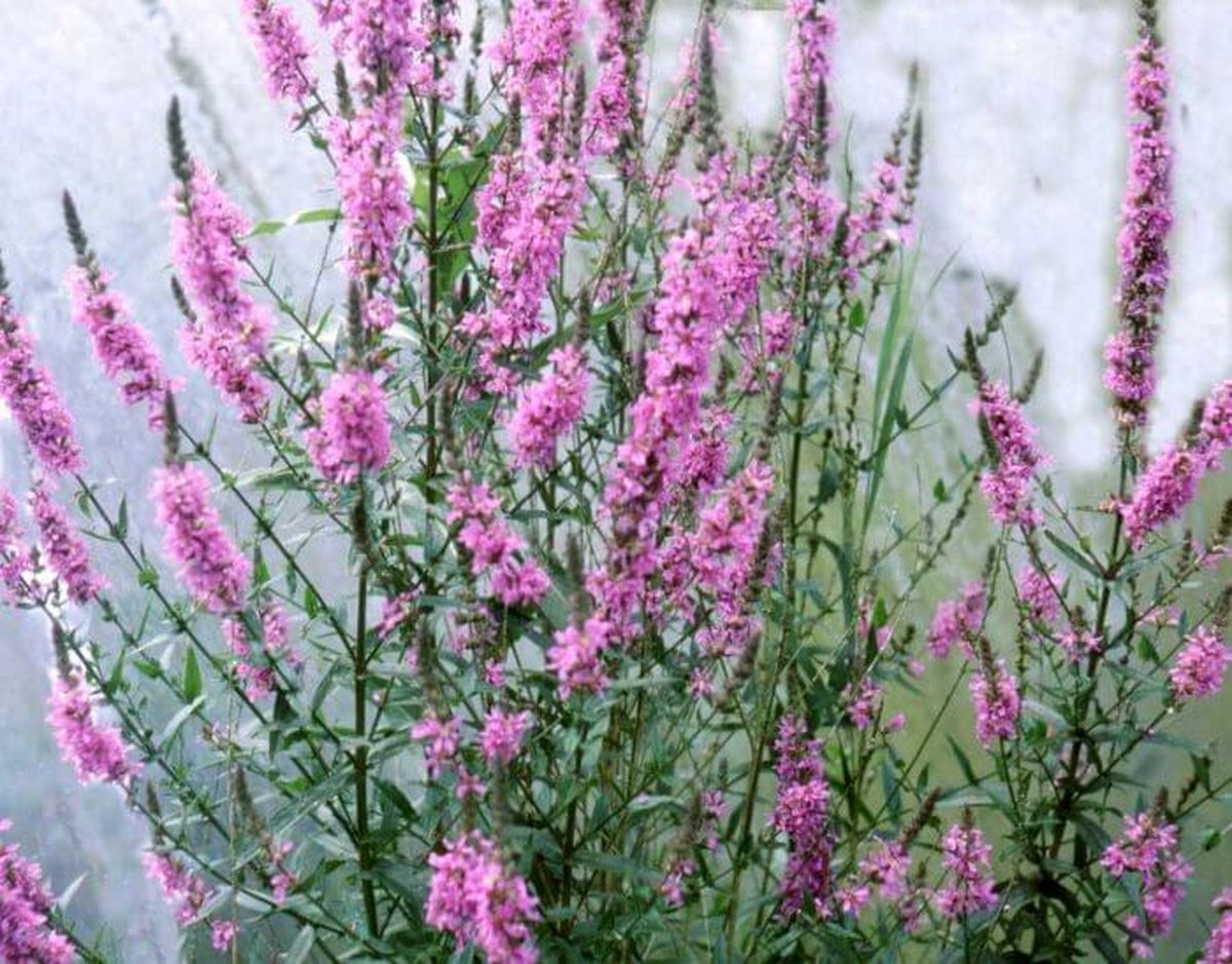 Kattestaart (Lythrum salicaria) - Vijverplant - 3 losse planten - Om zelf op te potten - Vijverplanten Webshop