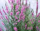 Kattestaart (Lythrum salicaria) - Vijverplant - 3 losse planten - Om zelf op te potten - Vijverplanten Webshop