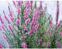 Kattestaart (Lythrum salicaria) - Vijverplant - 3 losse planten - Om zelf op te potten - Vijverplanten Webshop