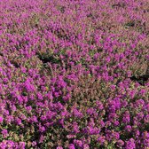 12x Thymus praecox ‘Purple Beauty’ – Kruiptijm in p9 (0.5 liter) pot