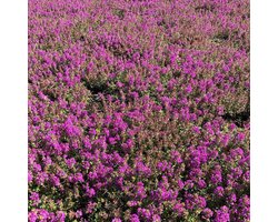 12x Thymus praecox ‘Purple Beauty’ – Kruiptijm in p9 (0.5 liter) pot