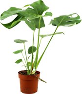 ZynesFlora - Monstera Deliciosa - Kamerplant - Ø 17 cm - ↕ Hoogte: 70-75cm – Gatenplant