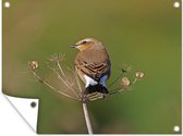 Muurdecoratie buiten Foto van een tapuit op een plant - 160x120 cm - Tuindoek - Buitenposter