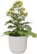 Hellogreen Kamerplant - Kalanchoe Femini Orange - 50 cm - ELHO Vibes Fold sierpot Zijdewit