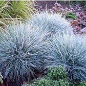 8 x Blauw Schapengras of Zwenkgras - Winterhard Siergras - Festuca glauca Elijah Blue in C2 pot met hoogte 10-20cm