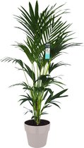 Kamerplant van Botanicly – Kentiapalm  in grijs pot als set – Hoogte: 170 cm – Howea forsteriana Kentia
