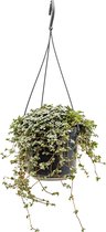 Plantenwinkel Pilea Glauca 20 cm hangplant