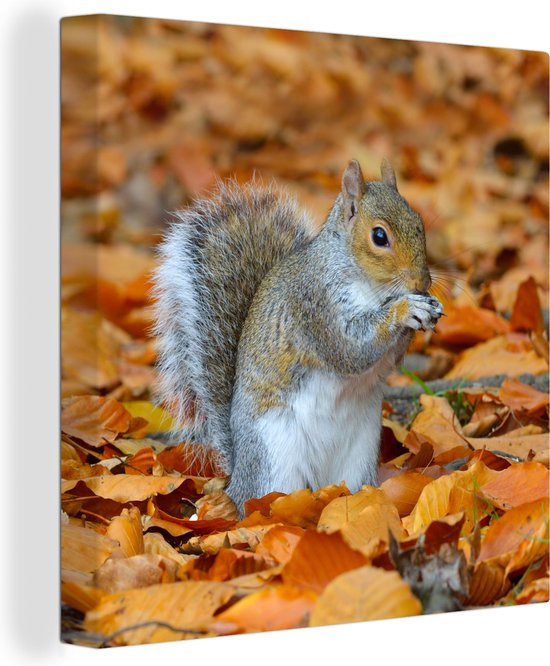 Tableau sur toile Écureuil parmi les feuilles d'automne - 50x50 cm - Décoration murale