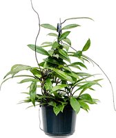 Plantenwinkel Hoya Carnosa Shirley M 25 cm hangplant