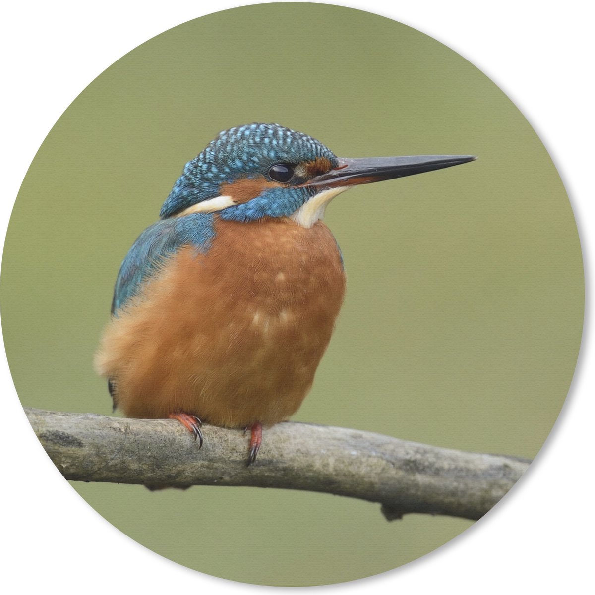 Muismat rond 30x30 cm - Mousepad IJsvogel - Oranje - Takken - Ronde muismatten