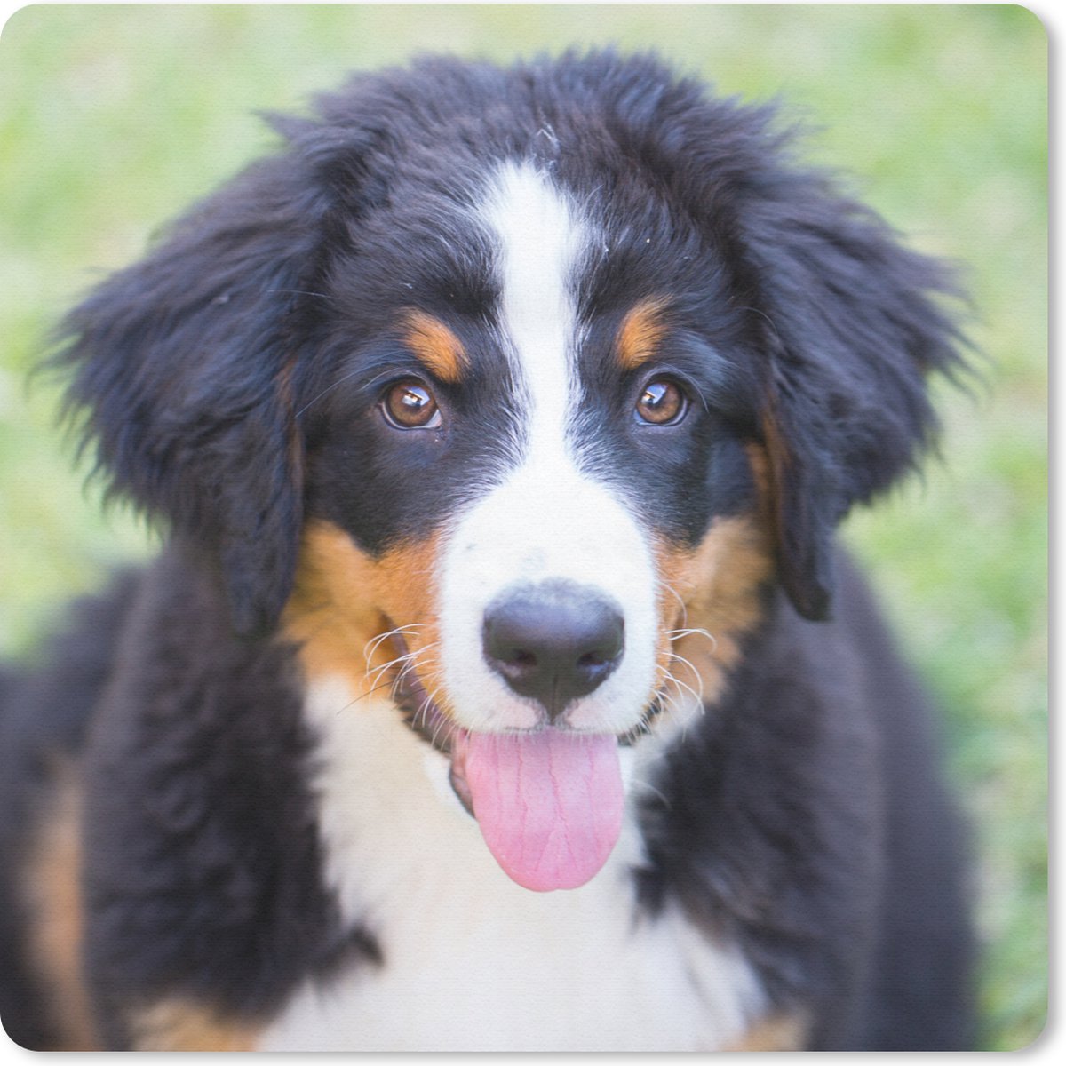 Muismat 20x20 cm - Mousepad Berner Sennenhond op het groene gras - Muismatten
