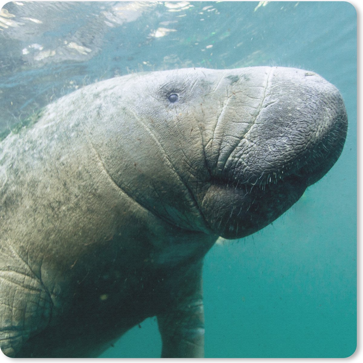 Muismat 30x30 cm - Mousepad Dieren - Water - Camera - Muismatten