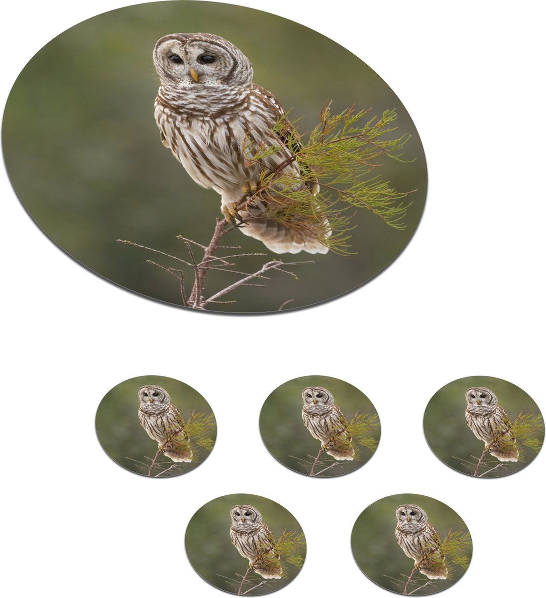 Onderzetters voor glazen - Rond - Uil - Vogel - Tak - 10x10 cm - Glasonderzetters - 6 stuks