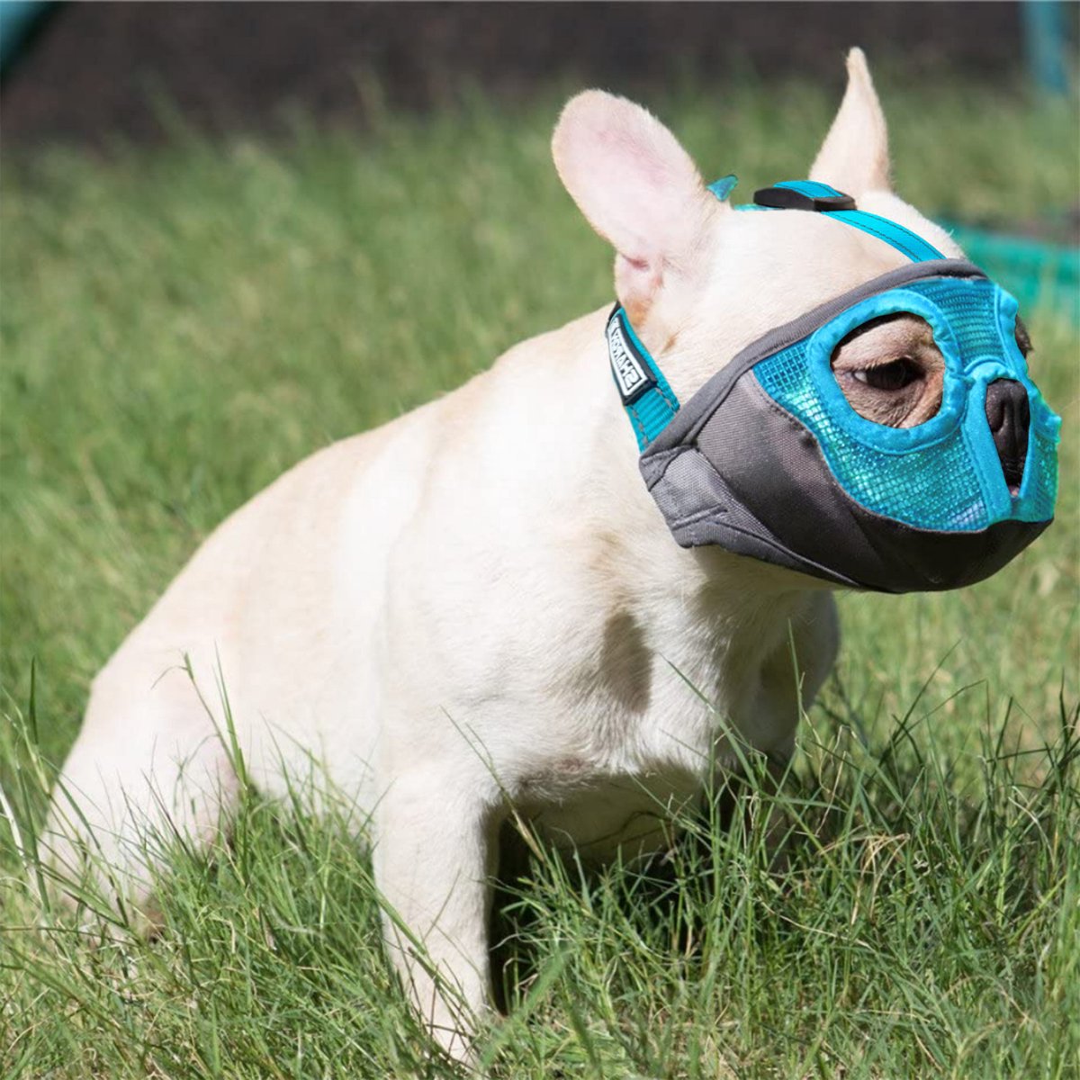 Hondenmuilkorf voor honden - België