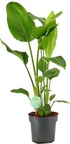 Paradijsvogelplant - Strelitzia Nicolai - Trendy kamerplant van Plentygreen.nl - 75 cm hoog tot 125 cm hoog
