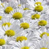 Dibond - Bloem / Bloemen - Margriet / Margrietjes in wit / groen / zwart - 50 x 50 cm.