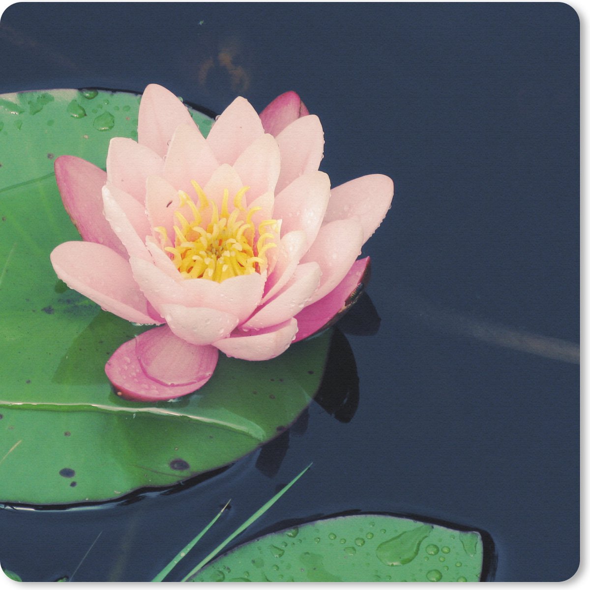 Muismat 30x30 cm - Mousepad Mooie roze waterlelie - Muismatten