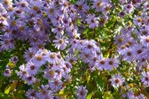 6x Dwerg aster (Aster ageratoides 'Asran') - P9 pot (9x9)