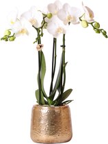 Kolibri Orchids | witte Phalaenopsis orchidee in Luxury sierpot goud - 40cm hoog - Ø9cm