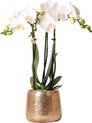 Kolibri Orchids | witte Phalaenopsis orchidee – Amabilis + Luxury sierpot gold – potmaat Ø9cm – 40cm hoog | bloeiende kamerplant in bloempot - vers van de kweker