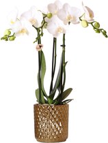 Kolibri Orchids | witte Phalaenopsis orchidee – Amabilis + Diamond sierpot goud – potmaat Ø9cm – 45cm hoog | bloeiende kamerplant in bloempot - vers van de kweker