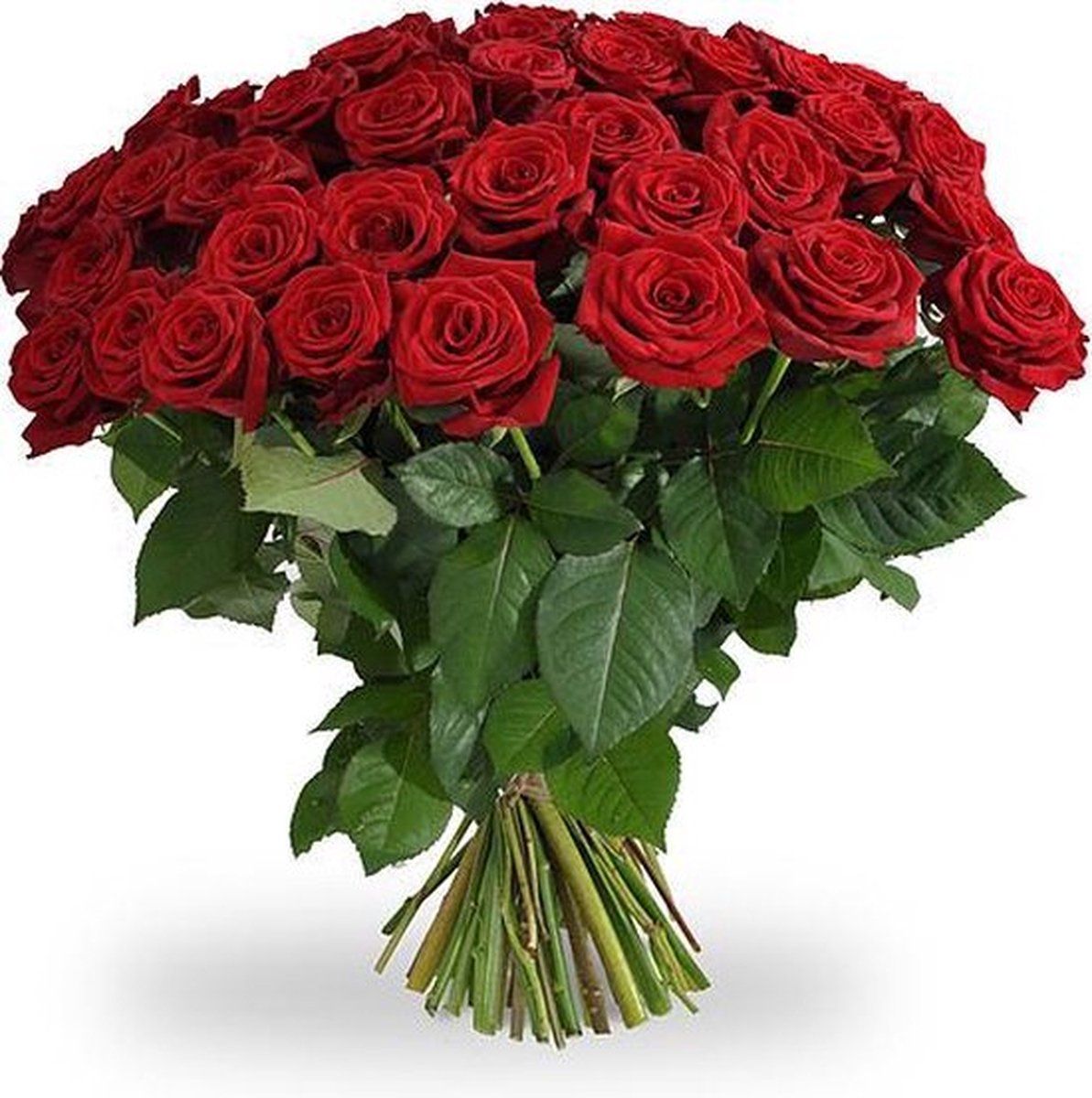 20 rode rozen - Premium rode rozen