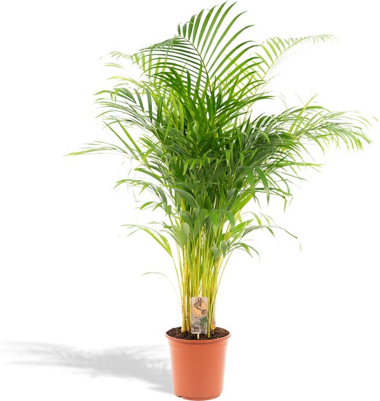 XXL Areca Palm - Goudpalm, Dypsis Lutescens - 140cm hoog, ø24cm - Grote Kamerplant - Tropische palm - Luchtzuiverend - Vers van de kwekerij