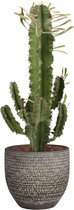Euphorbia Eritrea in Mica sierpot Carrie (donkergrijs) – ↨ 55cm – ⌀ 18cm