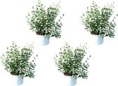 Eucalyptus 'Gunnii' per 4 stuks | Gomboom | Kwekerspot ⌀14 cm - ca. 40 cm hoog