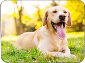 Muismat Labrador Rubber - Hoge kwaliteit foto van Labrador | Muismat gedrukt op polyester - 25 x 19 cm - Antislip muismat - 5mm dik - Muismat met foto - heerlijk voor op kantoor