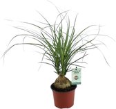 FloriaFor - Beaucarnea Nolina - - ↨ 45cm - ⌀ 12cm