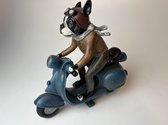 Hond op scooter