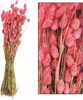 Natural Collections - Droogbloemen Phalaris - 76 cm hoog - Pink
