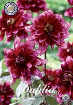 3 x Dahlia | Darkarin