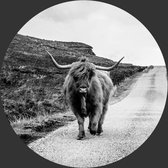 Behangcirkel Schotse hooglander op een weg | ⌀ 120cm | Wandecoratie | Wandcirkel