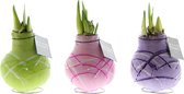 Wax Amaryllis Monet Collectie | 3 stuks | Prachtige Wax Amaryllis voor in huis |