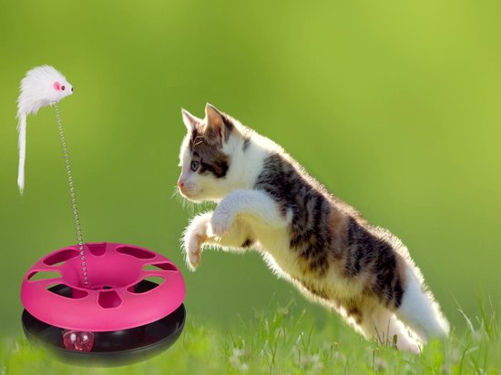 Leuke kattenspeeltjes & katten spelletjes | Velthof Voeders
